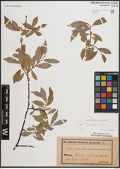 Foto von Salix daphnoides Vill.